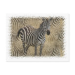 Striped Zebra Postcard