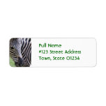 Striped Zebra Return Address Label