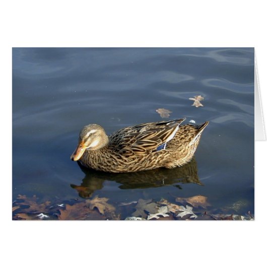 Stripey Duck card (Front Horizontal)