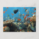 Stripey Tropical Fish Coral Chaos Holiday Postcard