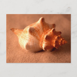 Stripped Fox Postcard
