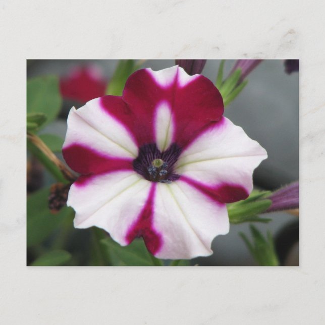 Stripped Purple Petunia Postcard (Front)