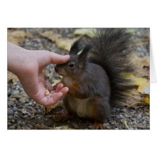stroke a squirrel cards
