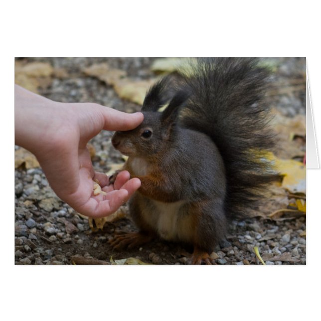stroke a squirrel cards (Front Horizontal)