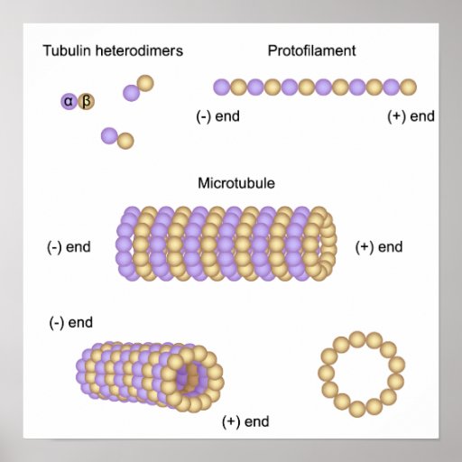 Structure and assembly of microtubules Poster | Zazzle