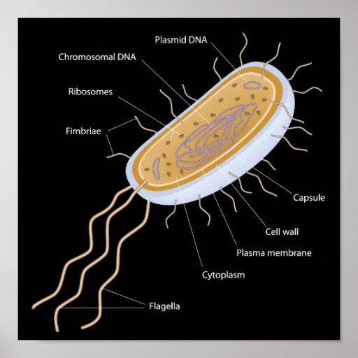 Structure of a bacterial cell Poster | Zazzle