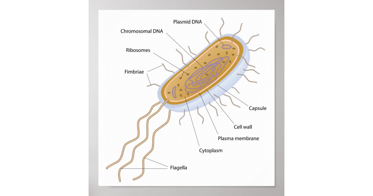 Structure of a bacterial cell poster | Zazzle