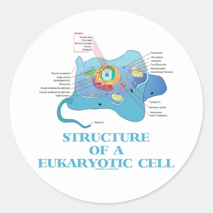 Structure Of A Eukaryotic Cell (Eukaryote) Round Sticker