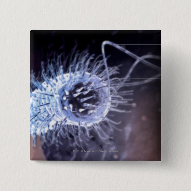 Structure of a helicobacter pylori cell button (Front)
