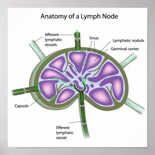 Structure of a lymph node Poster | Zazzle