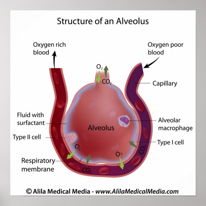 Structure of an alveolus print