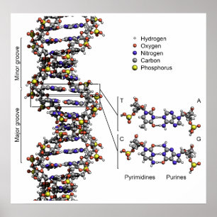 Structure of DNA Deoxyribonucleic Acid Diagram Poster