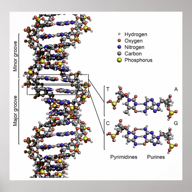 Structure of DNA Deoxyribonucleic Acid Diagram Poster (Front)
