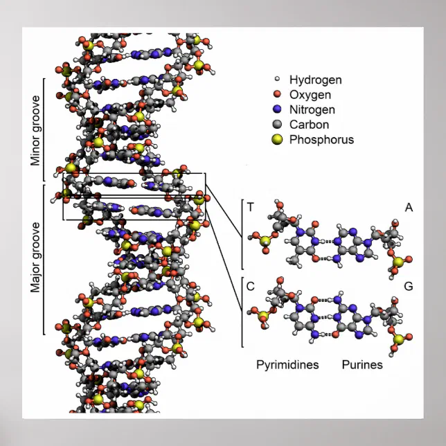 Structure of DNA Deoxyribonucleic Acid Diagram Poster | Zazzle