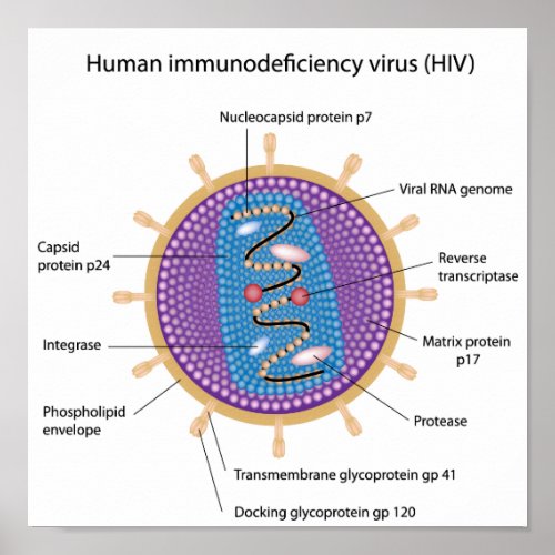 Structure of HIV poster