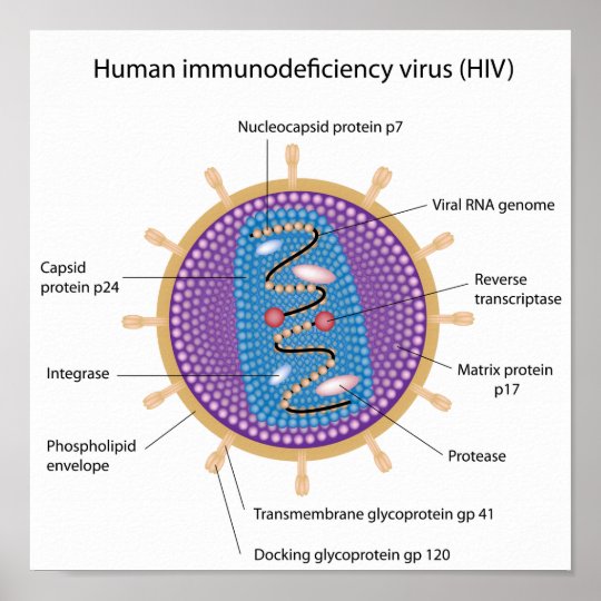 Structure of HIV poster | Zazzle.com