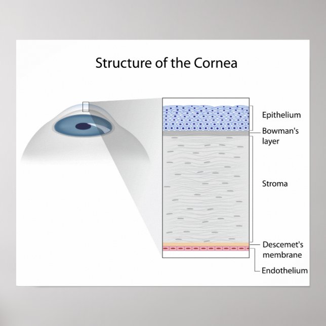Structure of human cornea Poster (Front)