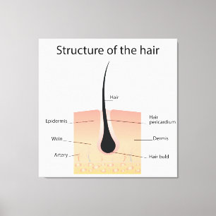 Structure of the hair canvas print