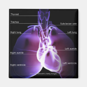 Structure of the heart and lungs magnet