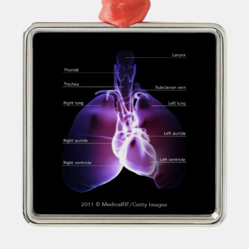 Structure of the heart and lungs metal ornament