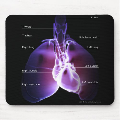 Structure of the heart and lungs mouse pad
