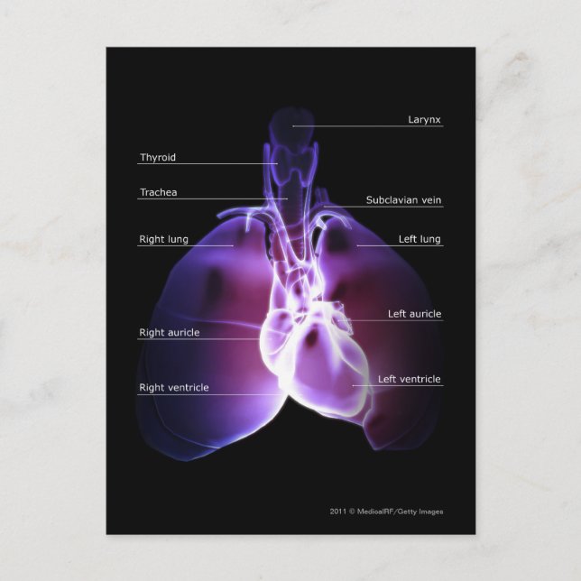Structure of the heart and lungs postcard (Front)