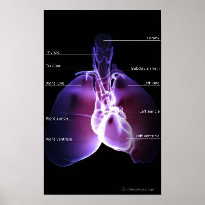 Structure of the heart and lungs print