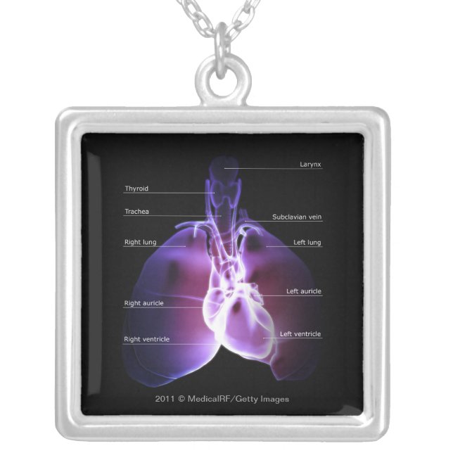 Structure of the heart and lungs silver plated necklace (Front)