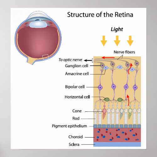 Structure of the Retina Poster
