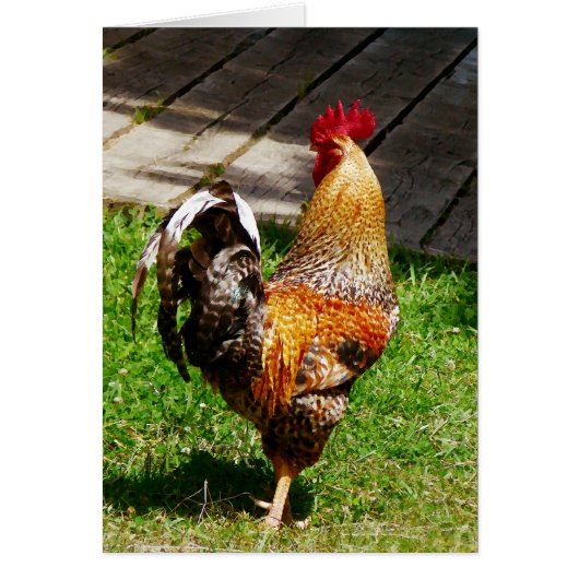 Strutting Rooster Cards (Front)