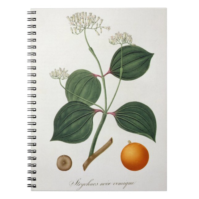 Strychnos nux vomica from 'Phytographie Medicale' Notebook (Front)