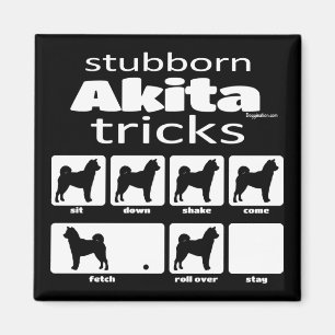 Stubborn Akita Tricks Magnet
