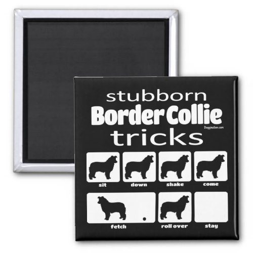Stubborn Border Collie Tricks Magnet