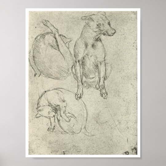 Studies of a Dog and Cat, Leonardo Da Vinci Poster