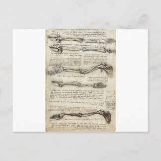Studies of the Arm by Leonardo Da Vinci c. 1510 Postcard