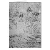 Studies of Violas (Front)