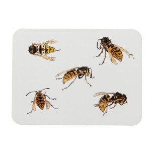 Studies of wasps - Julie de Graag  Magnet