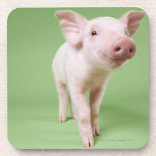 Studio Cut Out of a Piglet Standing Coaster