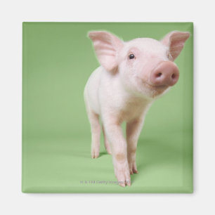 Studio Cut Out of a Piglet Standing Magnet