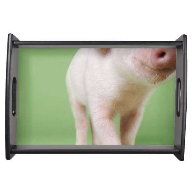 Studio Cut Out of a Piglet Standing Serving Tray (Front)