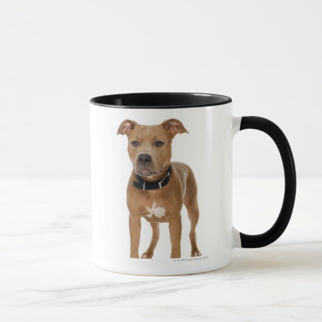 Studio portrait of American pit bull puppy Mug (Right)