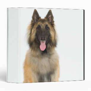 Studio portrait of Belgian shepherd dog 3 Ring Binder