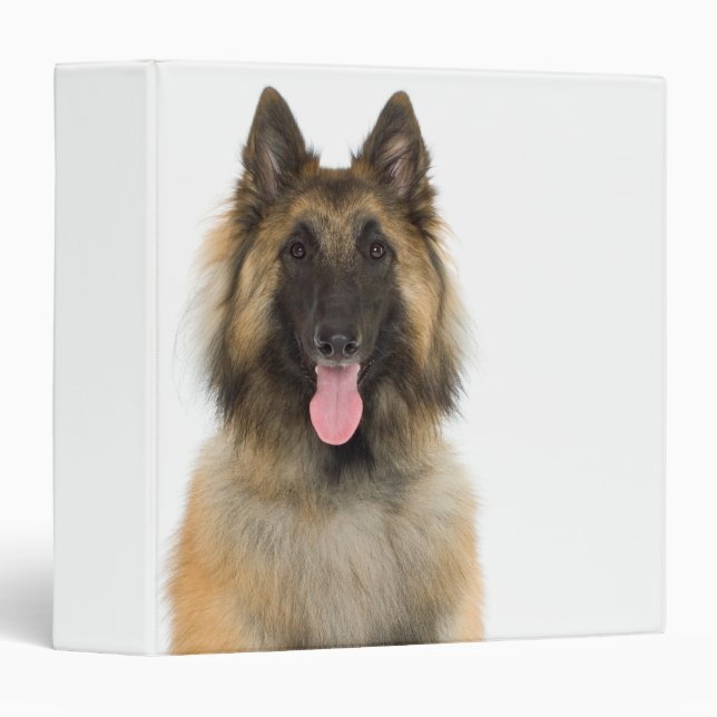 Studio portrait of Belgian shepherd dog Binder (Front/Spine)