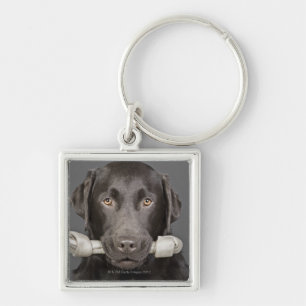 Studio portrait of chocolate labrador carrying keychain