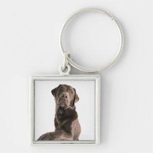 Studio portrait of Chocolate Labrador Keychain