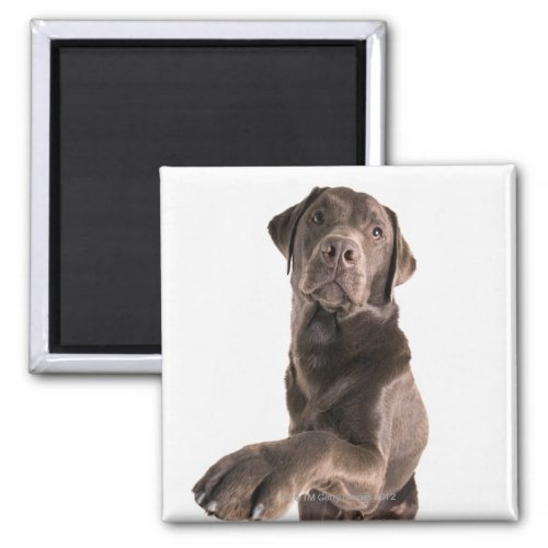 Studio portrait of Chocolate Labrador Magnet