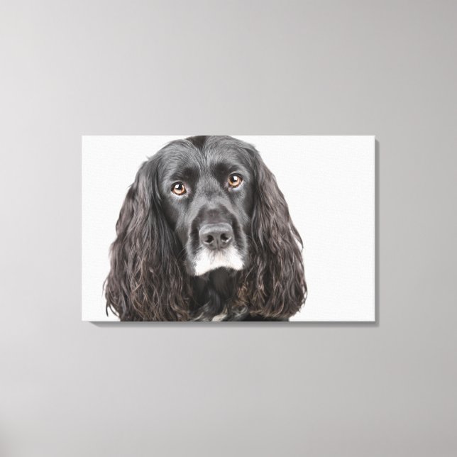 Studio portrait of cocker spaniel canvas print (Front)