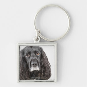 Studio portrait of cocker spaniel keychain
