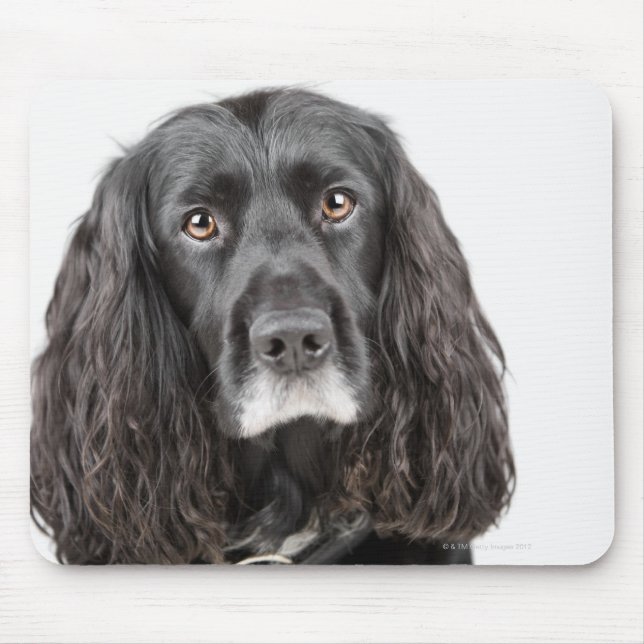 Studio portrait of cocker spaniel mouse pad (Front)