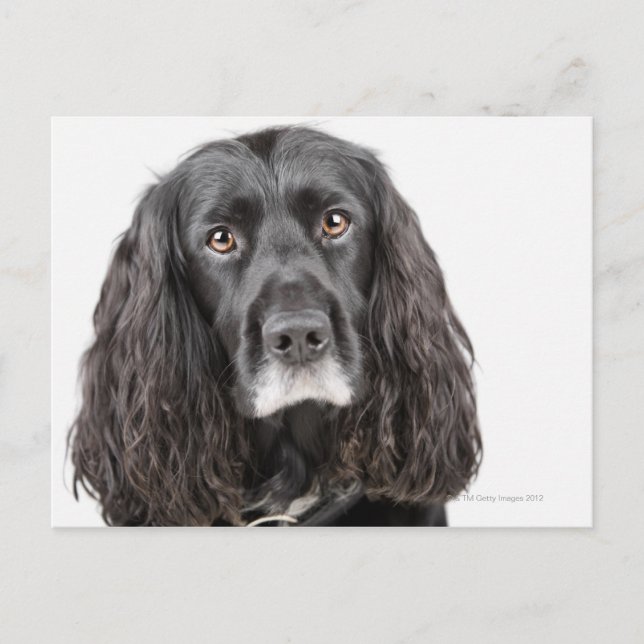 Studio portrait of cocker spaniel postcard (Front)